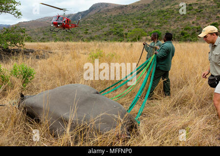 Rinoceronte nero (Diceros simum) essendo preparato per un ponte aereo in elicottero.Ithala game reserve.Cattura officer Jed Bird sorveglia la airlift.Sou Foto Stock