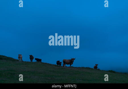 VACA RAZA MONCHINA (Bos taurus cantabricus), Ermita Ntra.Sra. de las Nieves, Guriezo, MOC Montaña Oriental Costera, NATURA 2000, Cantabria, Spagna, Eur Foto Stock