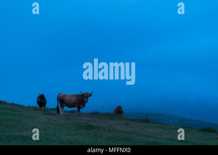 VACA RAZA MONCHINA (Bos taurus cantabricus), Ermita Ntra.Sra. de las Nieves, Guriezo, MOC Montaña Oriental Costera, NATURA 2000, Cantabria, Spagna, Eur Foto Stock