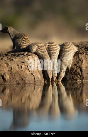 La mangusta nastrati (Mungos mungo) bere a waterhole a Riserva di Mashatu. Il Botswana Foto Stock