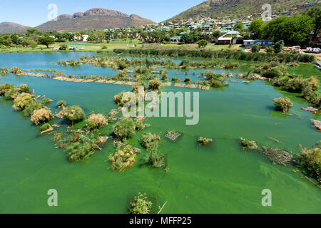 Vista aerea di piccola scala pesci di allevamento sulle alghe infestati hartebeesport dam. Sud Africa Foto Stock
