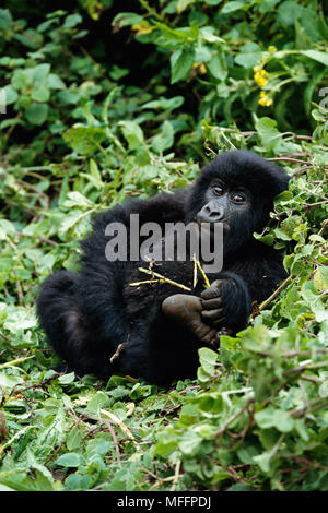 GORILLA di montagna sub-adulto Gorilla beringei beringei Parc National des Volcans, Ruanda Foto Stock