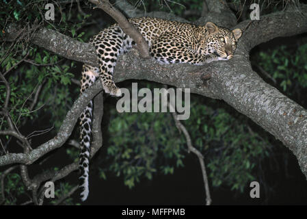 LEOPARD in appoggio nella struttura ad albero Panthera pardus Masai Mara riserva nazionale, Kenya Foto Stock