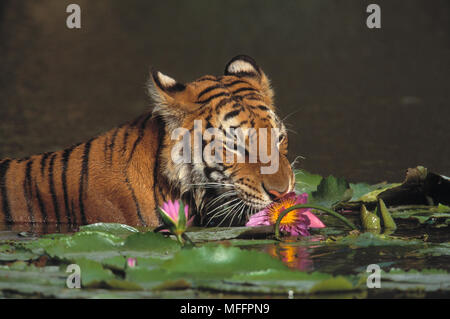 Tigre del Bengala tra waterlilies Panthera tigris Safari Park, Bangkok, Thailandia Foto Stock