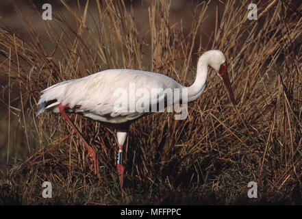 Gru siberiana (cerchiato) Grus leucogeranus specie in via di estinzione. Bharatpur Parco Nazionale, Uttar Pradesh, India Foto Stock