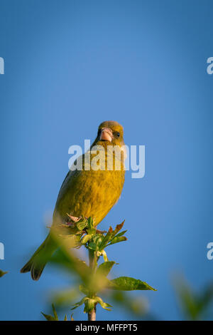 Foto verticale del singolo verde maschio finch. Uccello è arroccato in cima ramoscello di ciliegio. Rametto è con molla fresche foglie verdi. Animale ha bella gre Foto Stock