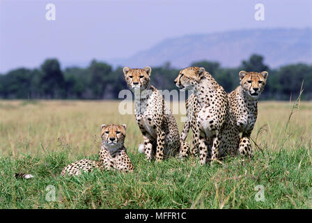 Femmina ghepardo Acinonyx jubatus con tre quasi pieno-cresciute giovani Masai Mara riserva nazionale, Kenya Foto Stock