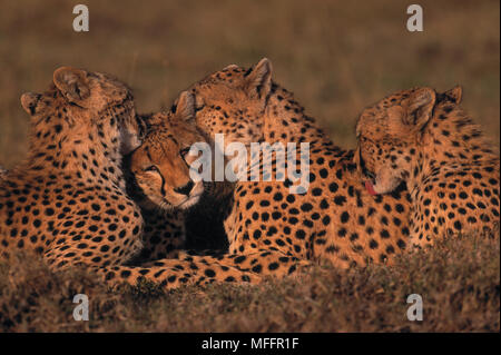 Ghepardo Acinonyx jubatus gruppo reciprocamente grooming Masai Mara riserva nazionale, Kenya Foto Stock