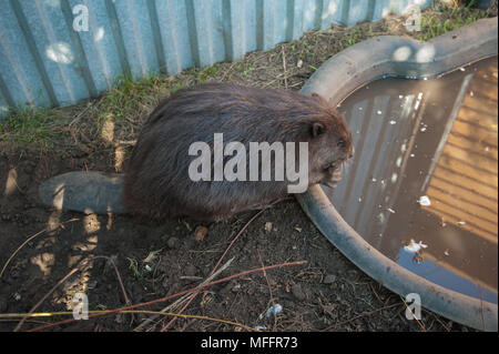 Adulto animale castoro Foto Stock