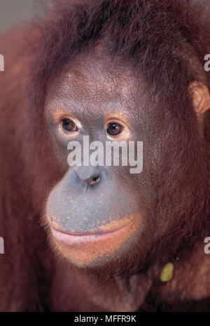 ORANGUTAN DI SUMATRA Pongo abelii (precedentemente Pongo pygmaeus abelii) specie gravemente minacciate. Singapore Zoo Foto Stock