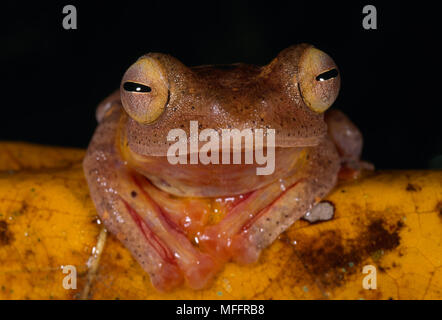 WALLACE'S Flying Frog Rhacophorus nigropalmatus Foto Stock