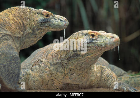 Drago di Komodo coppia Varanus komodoensis più grande del mondo di specie di lucertola crescente di lunghezza fino a 3 m Foto Stock