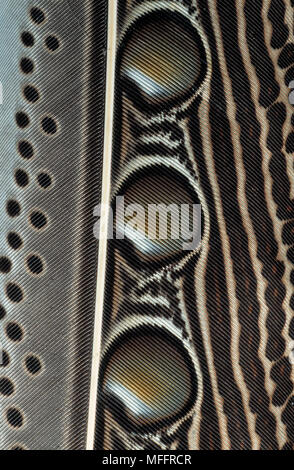 Grande ARGUS PHEASANT FEATHER Argusianus argus Foto Stock