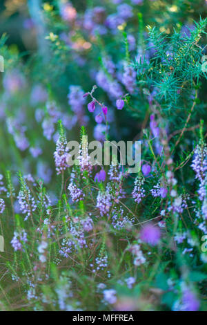 HEATHER e URCIONA (Daboecia cantabria), Menhir Yelso de Hayas, Guriezo, MOC Montaña Oriental Costera, NATURA 2000, Cantabria, Spagna, Europa Foto Stock