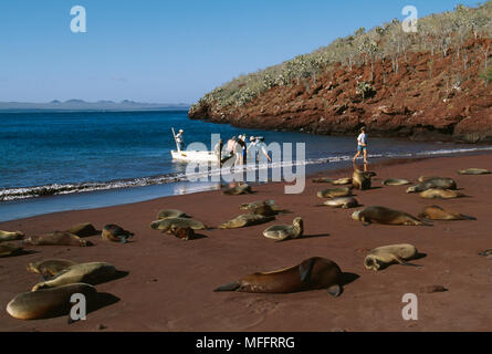 I visitatori di sbarco sulla spiaggia con Galapgos leoni di mare in primo piano isola Rabida, Isole Galapagos, Pacifico (sul equatore) Foto Stock