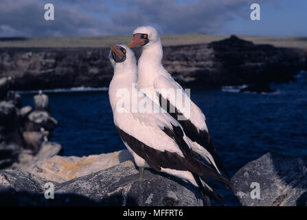 NAZCA BOOBY Sula granti due sulle rocce, allo-preening all'Isola Espanola, Isole Galapagos Foto Stock