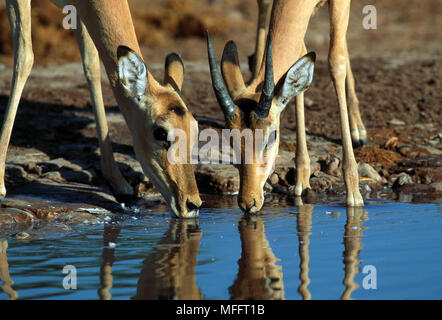 IMPALA maschio e femmina di bere Aepyceros melampus Savuti, Chobe NP, Botswana Foto Stock