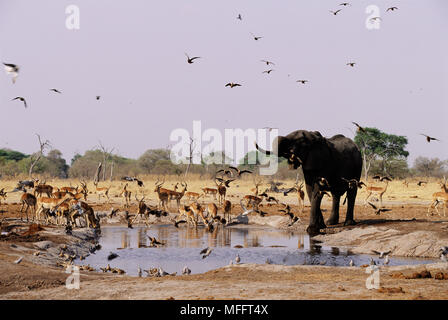 Elefante africano & IMPALA Loxodonta africana & Aepyceros melampus potabile Area di Savuti, Chobe NP, Botswana Foto Stock