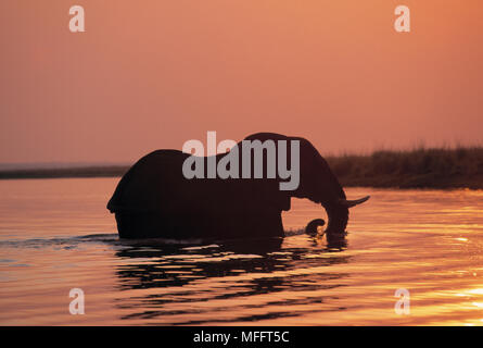 Elefante africano Loxodonta africana Varcando il fiume al tramonto sul fiume Chobe tra Botswana e Namibia, Chobe NP, Africa Foto Stock