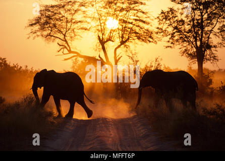 Gli elefanti africani stagliano Loxodonta africana due strada di attraversamento al tramonto. Moremi Game Reserve, Okavango, Botswana Foto Stock