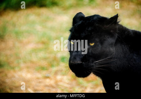 Specie in via di estinzione di grande gatti, Black Panther in cattività Foto Stock