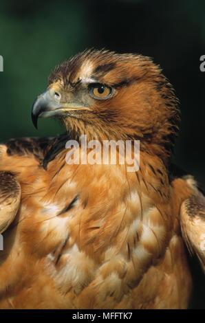 AFRICAN HAWK EAGLE Hieraaetus spilogaster immatura e Africa. Foto Stock