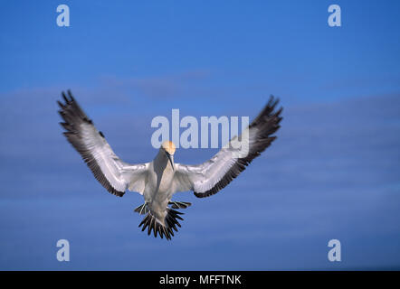 CAPE GANNET Sula capensis arrivando in terra Bird Island, Sud Africa. Foto Stock