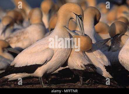 CAPE GANNET Sula capensis coppia nel corteggiamento Bird Island, off costa occidentale dell Africa Foto Stock