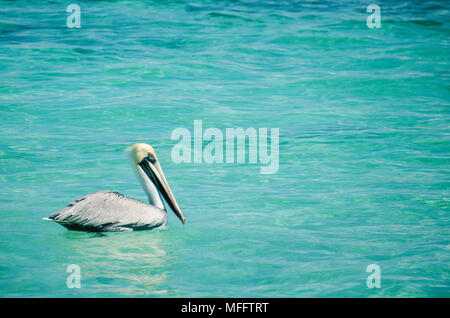 Pelican in Puerto Morelos città a Quintana Roo Stato, Messico Foto Stock