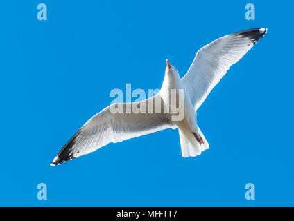 Un colpo di un gabbiano aringhe battenti attraverso un cielo blu. Foto Stock