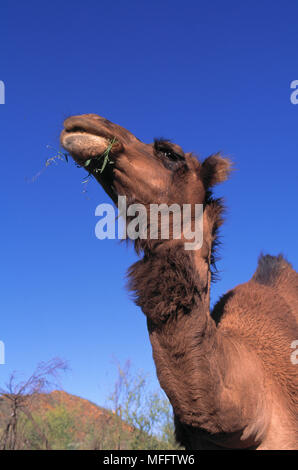 Cammello Dromedario mangiare Camelus dromedarius introdotto in Australia, ormai largamente diffusa nel selvaggio Foto Stock