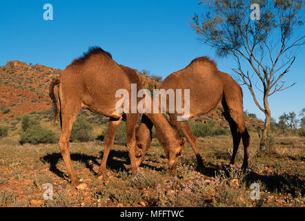 Dromedario cammelli pascolo due Camelus dromedarius animali selvatici selvatici viventi introdotto in Australia, oggi diffusa in wild Foto Stock