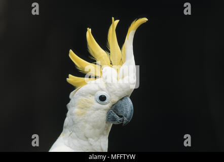 Zolfo minore-CRESTED CACATUA Cacatua sulphurea in via di estinzione Foto Stock