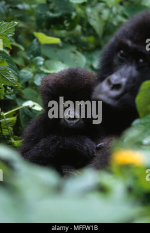 GORILLA di montagna madre Gorilla beringei beringei cullano i giovani in modo critico le specie in via di estinzione del Ruanda, Uganda e Repubblica Democratica del Congo Foto Stock