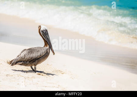 Gli uccelli di mare di fronte la turqouise acque dei Caraibi Messicani Foto Stock