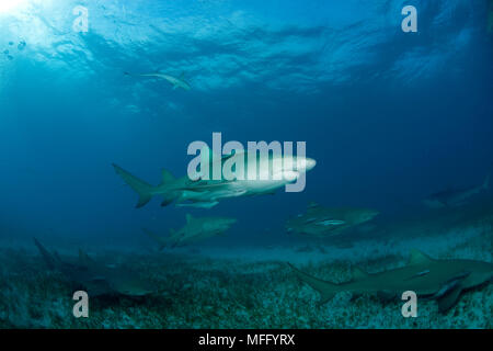 Lo squalo limone, Negaprion brevirostris, con accompagnamento o remora suckerfish, settentrionale Bahamas, Mar dei Caraibi e Oceano Atlantico Foto Stock