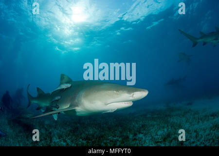 Lo squalo limone, Negaprion brevirostris, con accompagnamento o remora suckerfish, settentrionale Bahamas, Mar dei Caraibi e Oceano Atlantico Foto Stock