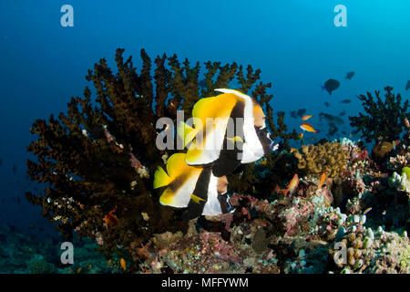 Paio di bannerfish mascherato, Heniochus monoceros, Maldive, Oceano Indiano Foto Stock