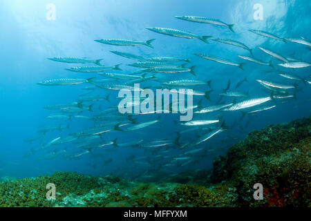 In banchi di barracuda, Sphyraena sphyraena, Isola d Ischia, Italia, Mar Tirreno, Mediterranea Foto Stock