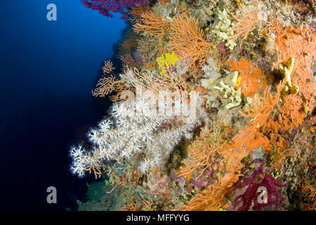 Mediterraneo corallo nero, Gerardia savaglia tra giallo, gorgonia Eunicella cavolini, Punta Sant'Angelo dive-sito, Isola d Ischia, Italia, Tyrrhenia Foto Stock