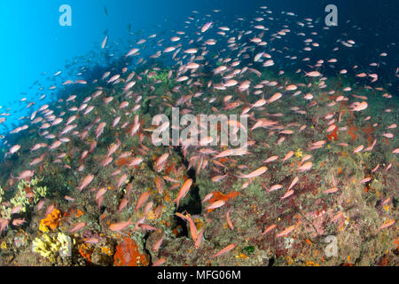 Mediterraneo fairy basslet, Anthias anthias, Isola d Ischia, Italia, Mar Tirreno, Mediterranea Foto Stock