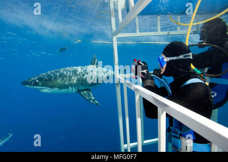 Scuba Diver fotografare da una gabbia grande squalo bianco, Carcharodon carcharias, vulnerabile (IUCN), Isola di Guadalupe, in Messico, Oceano Pacifico Foto Stock