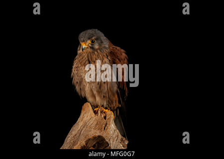 Inglese gheppio in un set di studio fino Foto Stock
