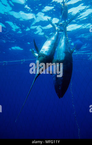 Morto il tonno rosso Thunnus thynnus vulnerabili (IUCN) e Pesce spada Xiphias gladius, all'interno del tonno penne, Carloforte, Isola di San Pietro, S Foto Stock