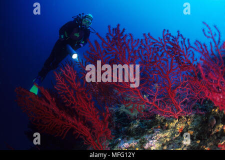 Scuba Diver e red gorgonia, Paramuricea clavata, Santa Teresa, Sardegna, Italia, Mar Tirreno, Mediterranea Foto Stock