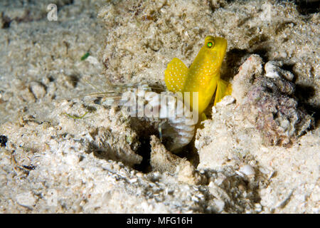 Nastrare shrimpgoby, Cryptocentrus cinctus condivisione burrow con Alpheus ghiozzo, sito di immersione: Cendana Jetty, isola di Waigeo Raja Ampat, Irian Jaya, Papua Occidentale Foto Stock