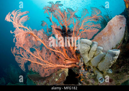 Grande Mare ventola, Melithaea sp. tubo e spugna, Cribrochalina sp. , Sito di immersione: Fiabajet delizia, Fiabajet Isola, Raja Ampat, Irian Jaya, Papua occidentale, in Foto Stock