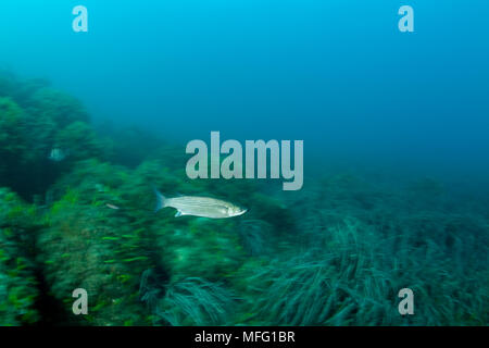 Thicklip cefali (Chelon labrosus) nuoto oltre la prateria di Posidonia oceanica Larvotto riserva marina, Monaco, Mare Mediterraneo Missione: Larvott Foto Stock