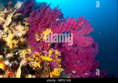 Mar Rosso ventola, Paramuricea clavata, Stupiste fuori sito di immersione, Isola di Vis, Croazia, Mare Adriatico, Mediterranea Foto Stock