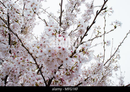 Fiori di Ciliegio che esplode di bloom intorno a Washington DC. Foto Stock